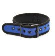 Neoprene Puppy Collar Adjustable Blue